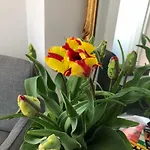 City Center Apartment