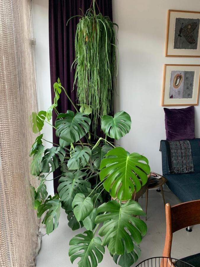 Homestay Chez Odette - Free Bikes & Private Car Parking Amsterdam
