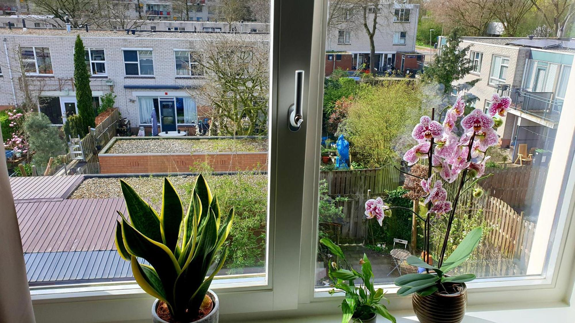 Amor Guesthouse * Amsterdam