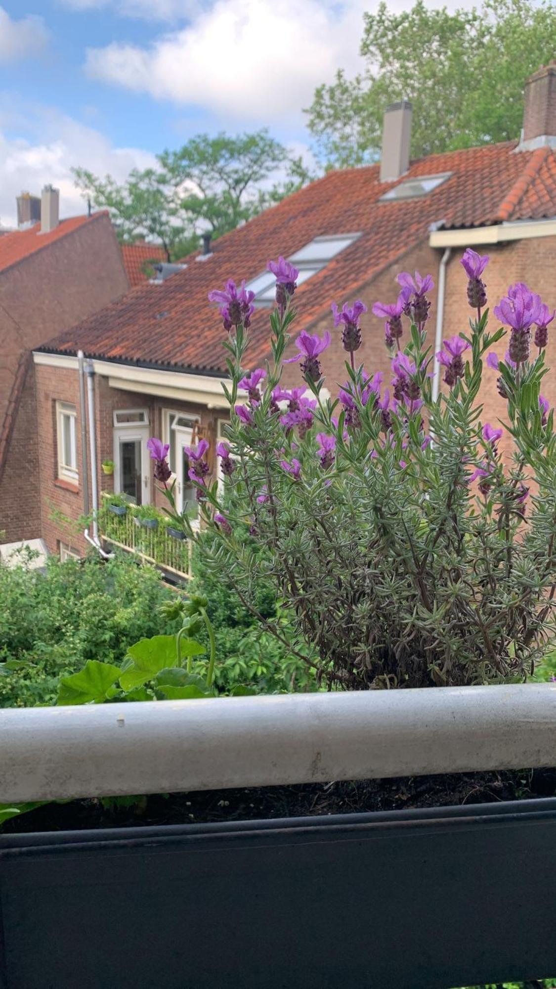 Beautiful Local In The Heart Of Apartment