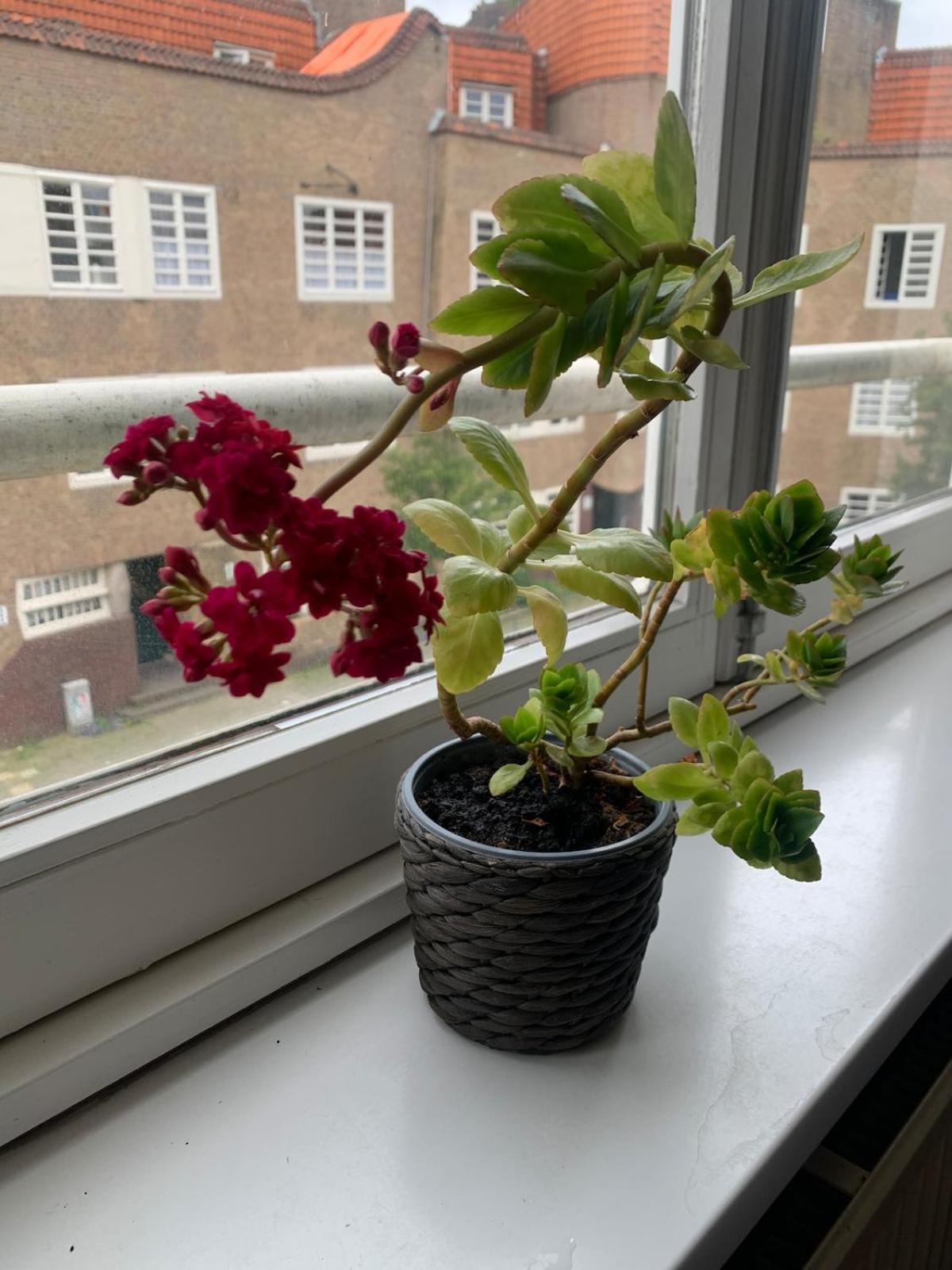 Beautiful Local In The Heart Of Apartment