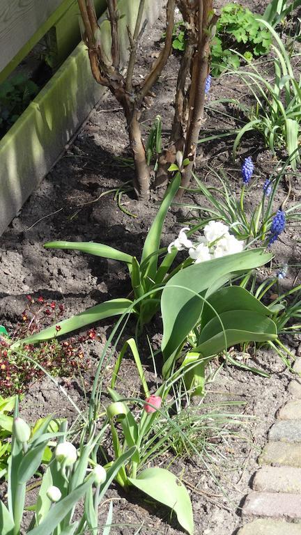 Bed & Breakfast De Noordeling