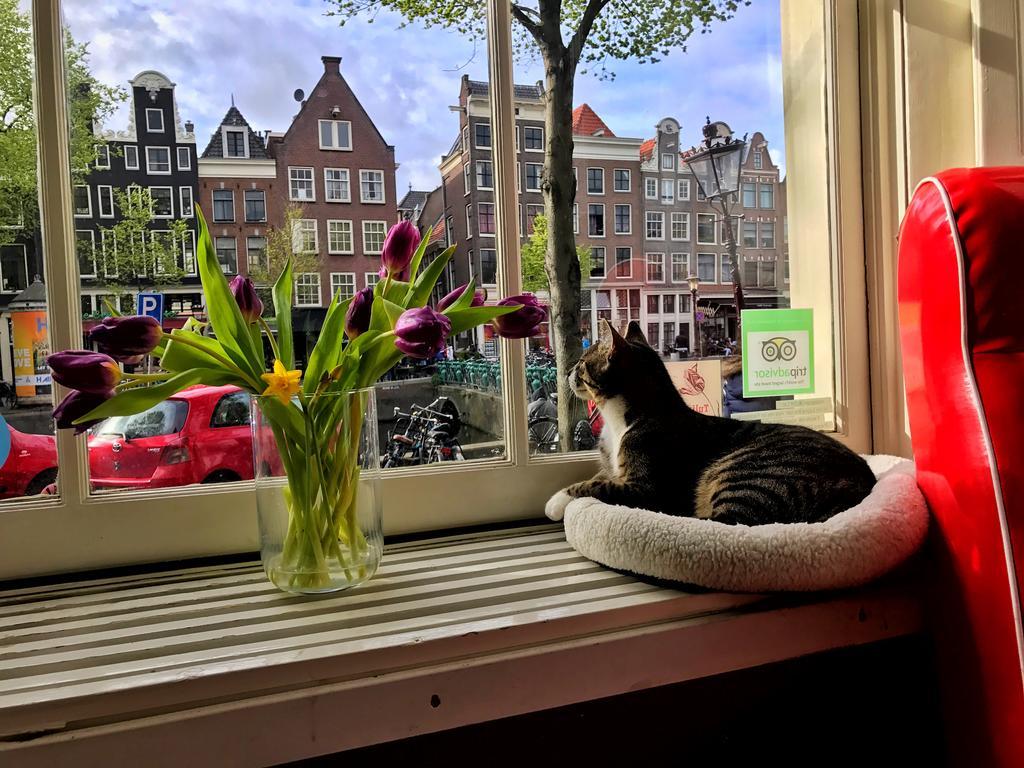 Tulip Of Acomodação com café da manhã 