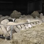 Large Cottage On Sheepfarm
