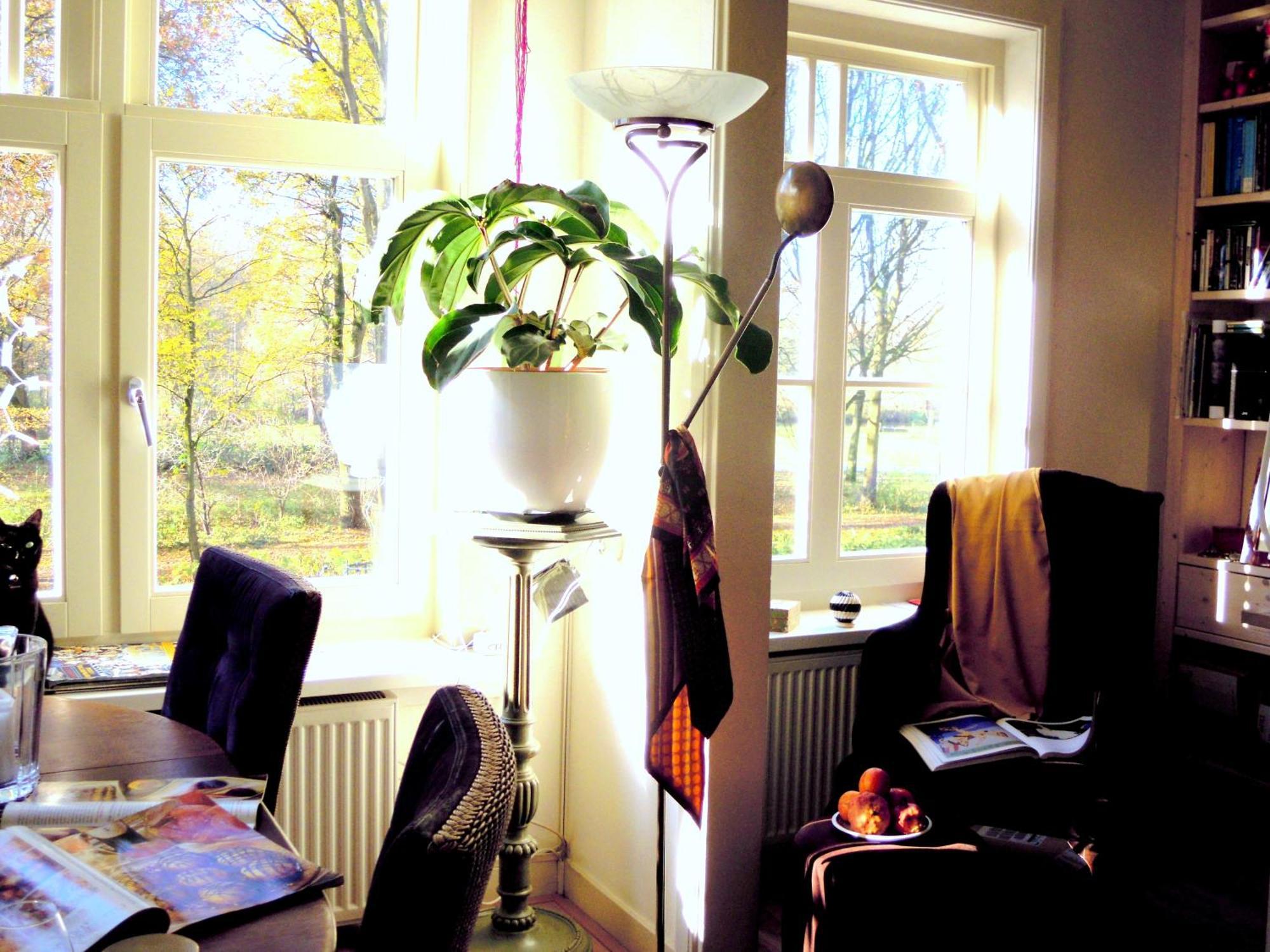 Missortelia Amesterdão