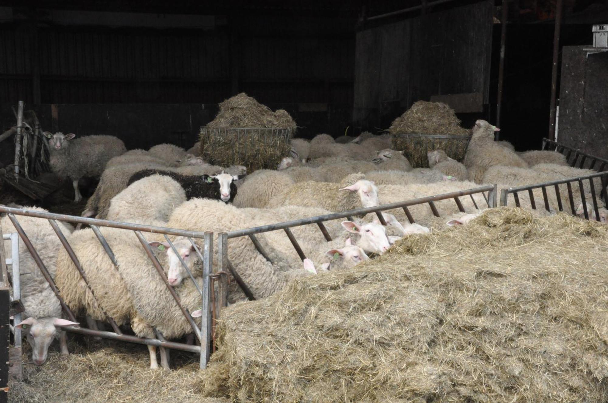 Large On Sheepfarm Bed & Breakfast