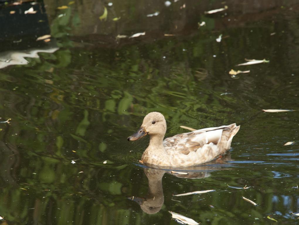 Appartement Canal Garden Staywell Amsterdam