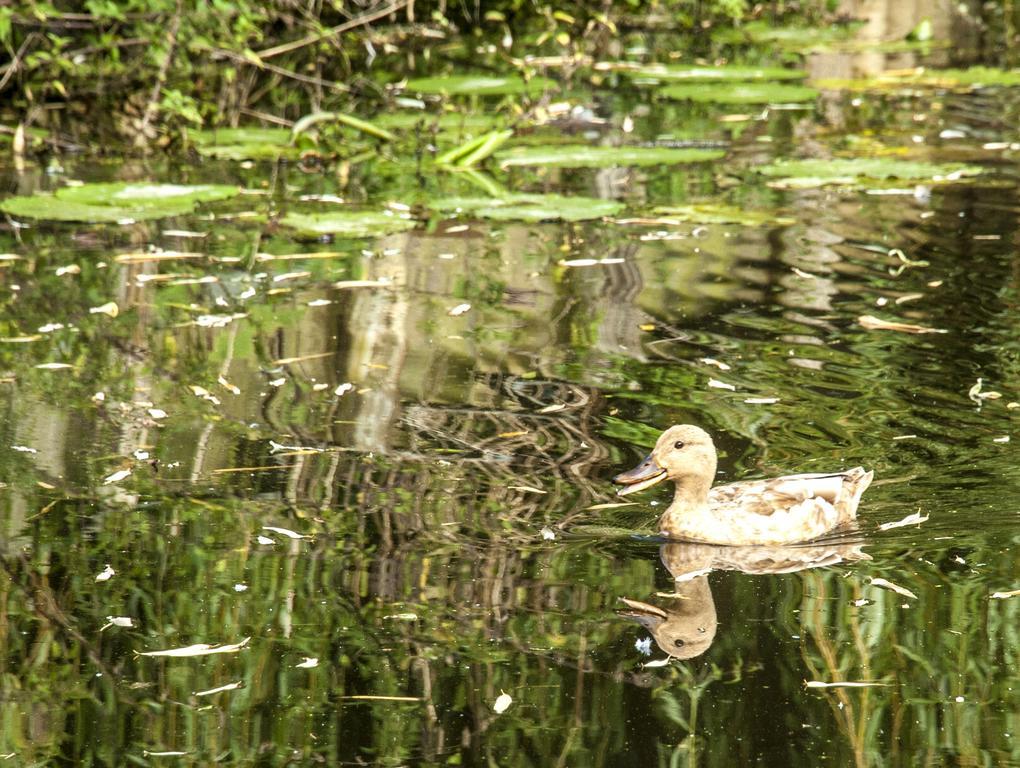 Appartement Canal Garden Staywell