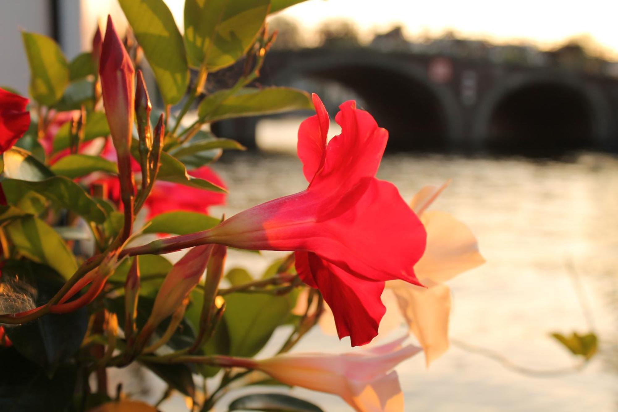 Acomodação com café da manhã  Houseboat Orpheus